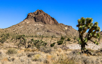 Hart Peak in a Joshua tree forest in Castle Mountains National Monument