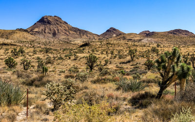 Linder Peak (left; 5,580 ft), the highest point in Castle Mountains National Monument