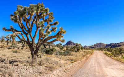 A Joshua tree along the park road with Hart Peak in the distance in Castle Mountains National Monument