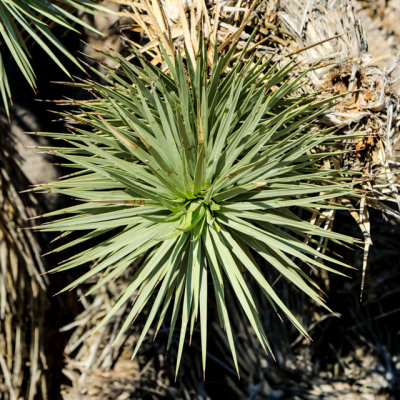 Arm of a Joshua tree in Castle Mountains National Monument