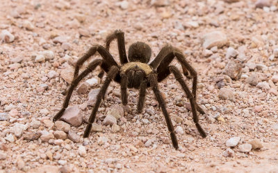 Tarantula walking along the park road in Castle Mountains National Monument