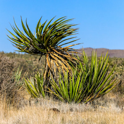 A swirling Yucca plant in Castle Mountains National Monument