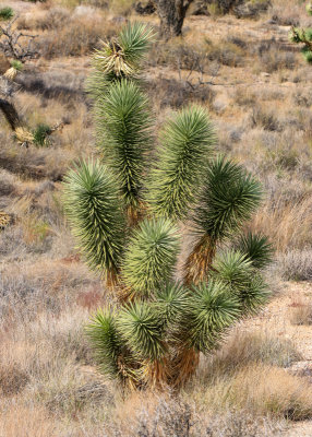 A young Joshua tree in Castle Mountains National Monument