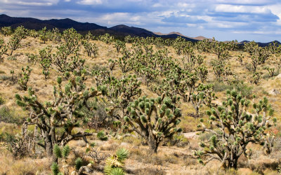 A thick Joshua tree forest on a hillside in Castle Mountains National Monument