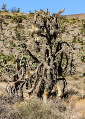 Dead Joshua tree in Castle Mountains National Monument