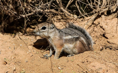 Chipmunk in the brush in Castle Mountains National Monument