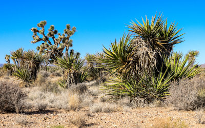 Joshua tree and Yucca plants in Castle Mountains National Monument