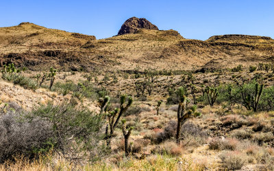 Castle Mountain and Joshua trees in Castle Mountains National Monument