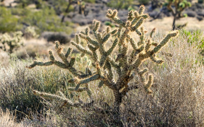 Chain-fruit Cholla cactus backlit by the sun in Castle Mountains National Monument