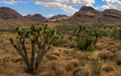 Rugged mountain range in Castle Mountains National Monument