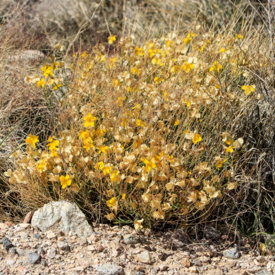 Wildflowers in the brush in Castle Mountains National Monument