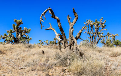 A dead Joshua tree flanked by living trees in Castle Mountains National Monument