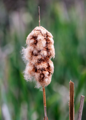 Cattail going to seed in Plum Run in Gettysburg NMP