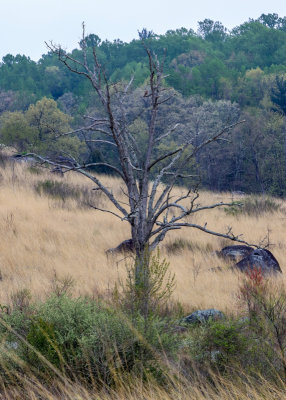 Dead tree in the Valley of Death at the base of Little Round Top in Gettysburg NMP
