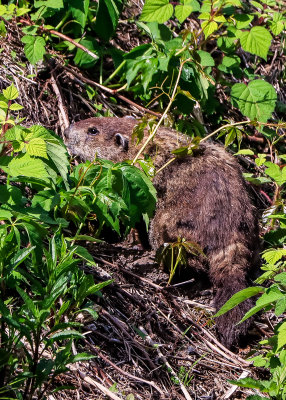 Large groundhog the brush in Paterson Great Falls NHP