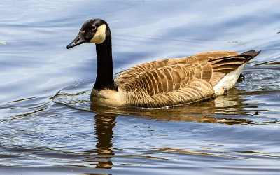 A goose on the Delaware River in Delaware Water Gap NRA