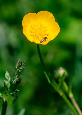 A bug on a flower in Delaware Water Gap NRA