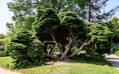 Evergreen at the North Bridge Visitor Center in Minute Man NHP