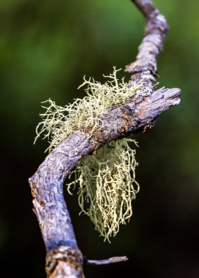 Lichens known as Old Mans Beard forms on the branch of a dead tree in Katahdin Woods and Waters NM
