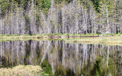 Trees reflected in a calm Lynx Pond in Katahdin Woods and Waters NM