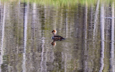 Duck in Lynx Pond in Katahdin Woods and Waters NM