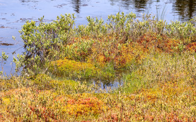 Colorful flora on the banks of Lynx Pond in Katahdin Woods and Waters NM