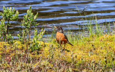 Robin on the edge of Lynx Pond in Katahdin Woods and Waters NM