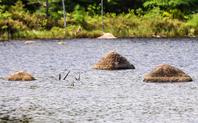 The tips of glacial boulders in Stump Pond in Baxter State Park