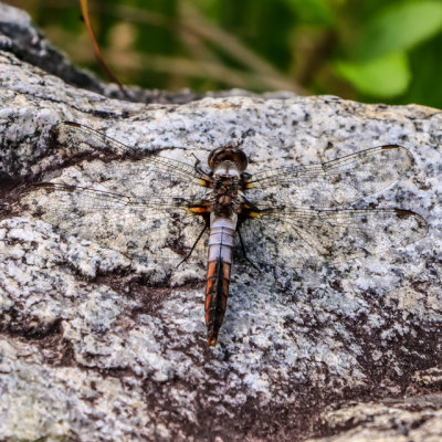 Dragonfly on a granite rock in Baxter State Park