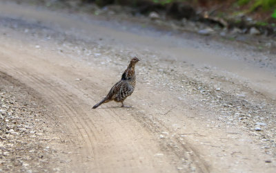 Ruffled Grouse along the Park Tote Road in Baxter State Park