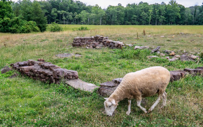 A sheep feeds at the base of some building ruins in Hopewell Furnace NHS