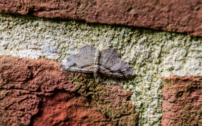Moth on the fort bricks in Fort McHenry NM and HS