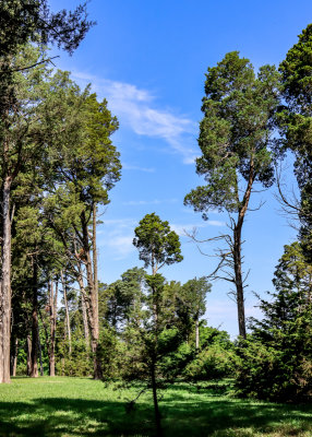 Cedar trees against a blue sky in the Cedar Grove in George Washington Birthplace NM