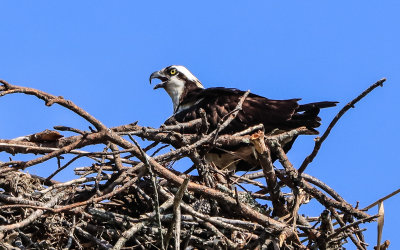 Closeup of Osprey guarding the nest in George Washington Birthplace NM