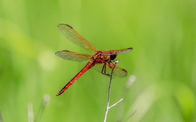Cardinal Meadowhawk dragonfly in Dancing Marsh in George Washington Birthplace NM