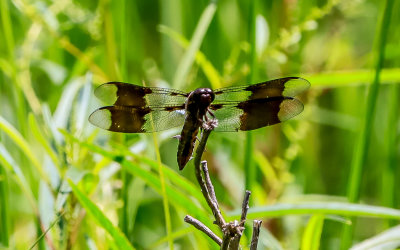 Common Whitetail dragonfly along the Dancing Marsh Loop Trail in George Washington Birthplace NM