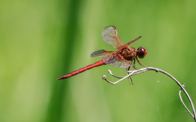 Cardinal Meadowhawk dragonfly in Dancing Marsh in George Washington Birthplace NM