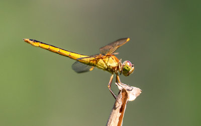 Dragonfly along the Dancing Marsh Loop Trail in George Washington Birthplace NM