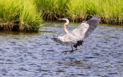 Great Blue Heron glides into Dancing Marsh in George Washington Birthplace NM