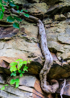 A root grows into the rocks along the Fayette Station Road in New River Gorge National Park