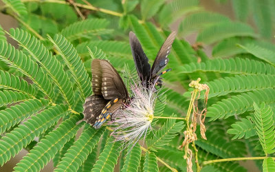 Butterflies near Sandstone Falls in New River Gorge National Park