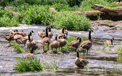 Geese on top of Sandstone Falls in New River Gorge National Park