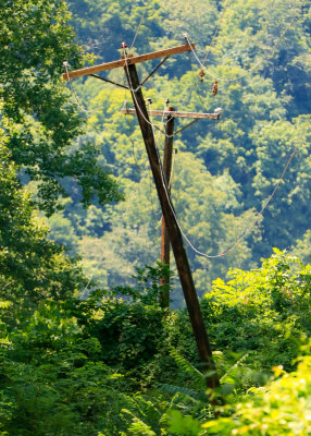 Old telephone poles tilt their separate ways near Army Camp in New River Gorge National Park