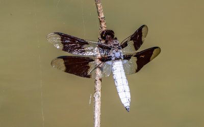 Female Common Whitetail dragonfly in an Army Camp Road roadside pond in New River Gorge National Park