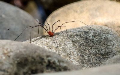 Daddy Longlegs spider on the banks of the New River at the Grandview Sandbar in New River Gorge National Park