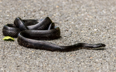 Snake on Route 41 in New River Gorge National Park