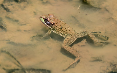 Frog in an Army Camp Road roadside pond in New River Gorge National Park