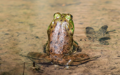 Frog in an Army Camp Road roadside pond in New River Gorge National Park