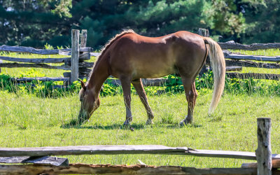 Grazing horse in a field in Booker T Washington National Monument