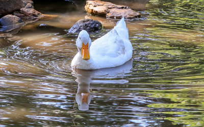Duck reflected in a pond in Booker T Washington National Monument